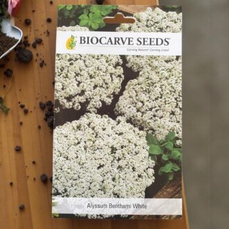 tropical botanic alyssum seeds