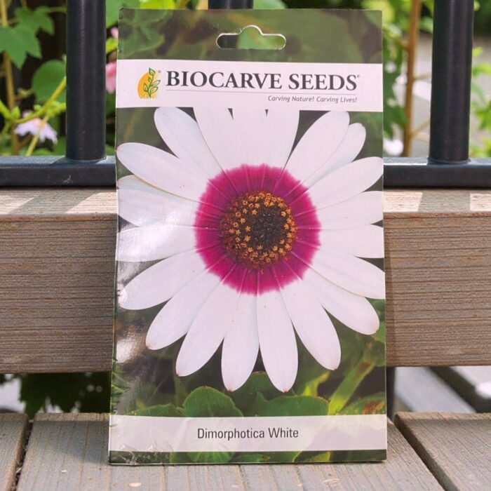 tropical botanic dimorphotheca erecta white seeds