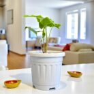 white plastic grow pot