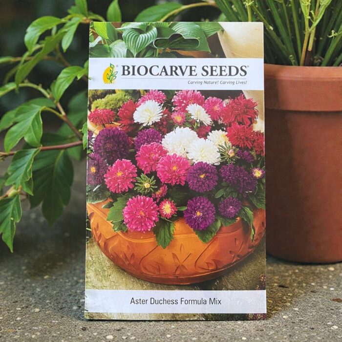 tropical botanic aster seeds