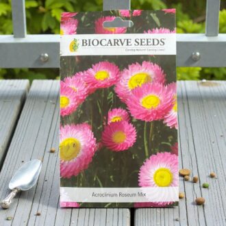 tropical botanic acroclineum roseum mixed seeds