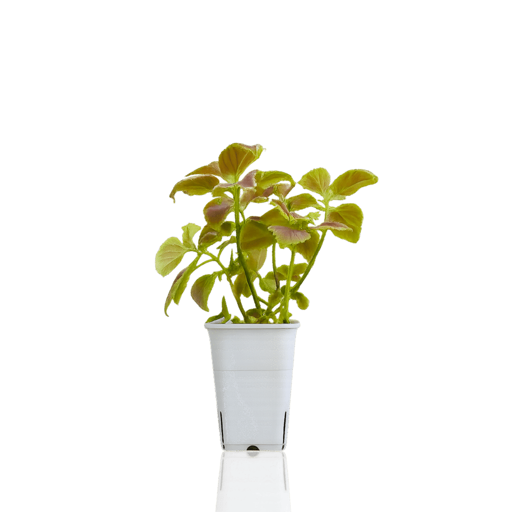 tropical botanic white square pot