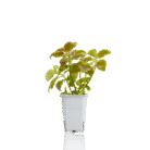 tropical botanic white square pot