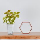 tropical botanic white square pot