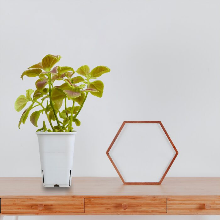 tropical botanic white square pot