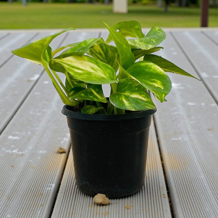 tropical botanic money plant