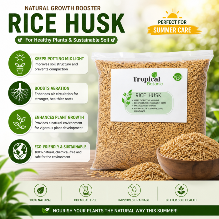 2 rice-husk-tropical-botanic-benefits 2 rice-husk-tropical-botanic-benefits
