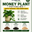 money-plant-potting-mix