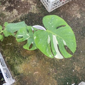 Home 7 Tropical Botanic Monstera Thai Constellation Plant 6 Inch | Variegated Tropical Indoor Plant